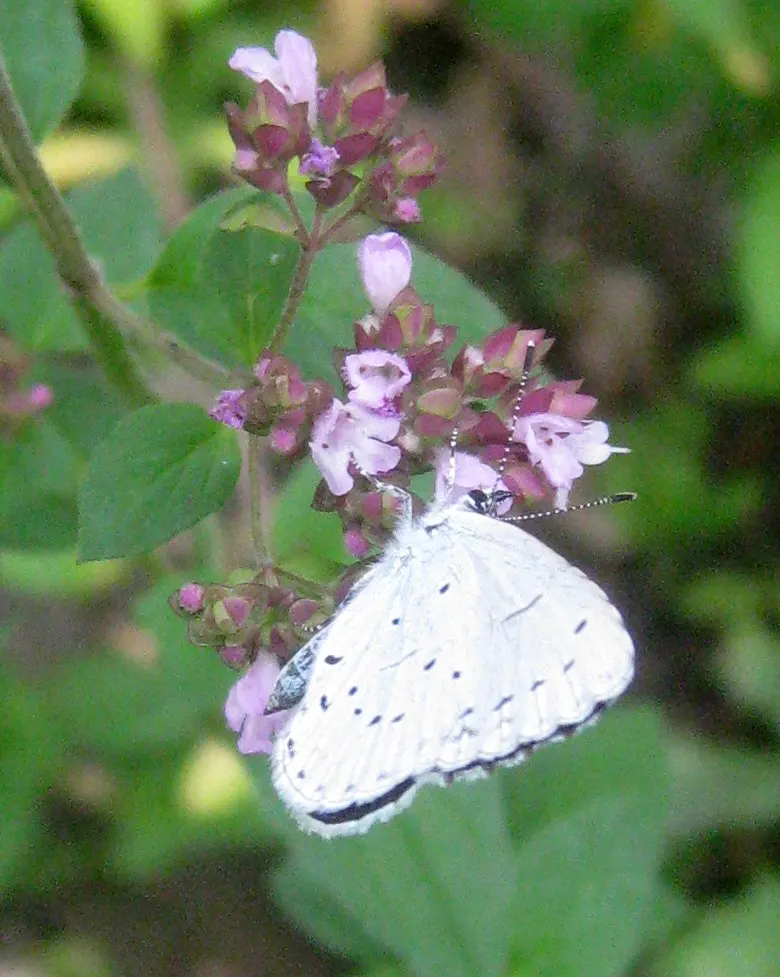 Greek Oregano (Origanum Vul. 'Heracleoticum') — herb / perennial for full or half; and visual appeal in the landscape, image 81