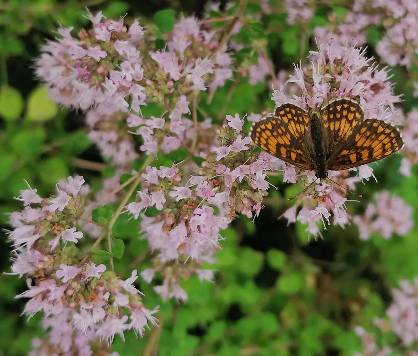 Greek Oregano (Origanum Vul. 'Heracleoticum') — perennial herb treasured for its aromatic leaves; this particular cultivar is prized for its high, image 83