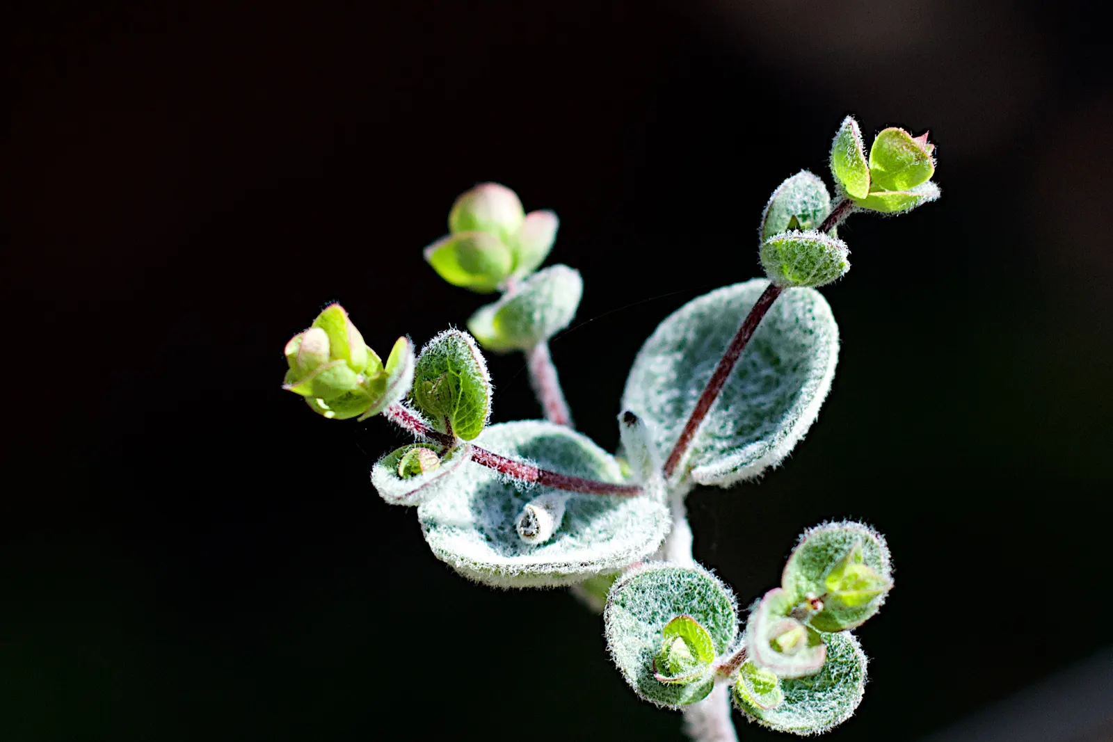 Greek Oregano (Origanum Vul. 'Heracleoticum') — The flowers are an aesthetic boost
