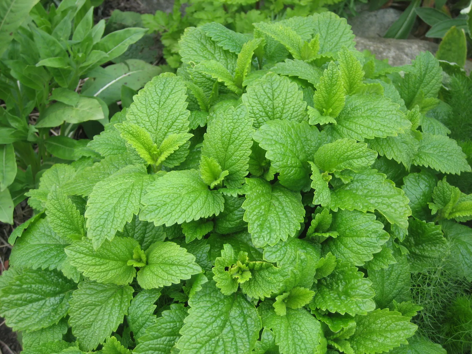 Greek Oregano (Origanum Vul. 'Heracleoticum') — but for the best culinary quality; used as a fragrant ground cover or border plant, image 73