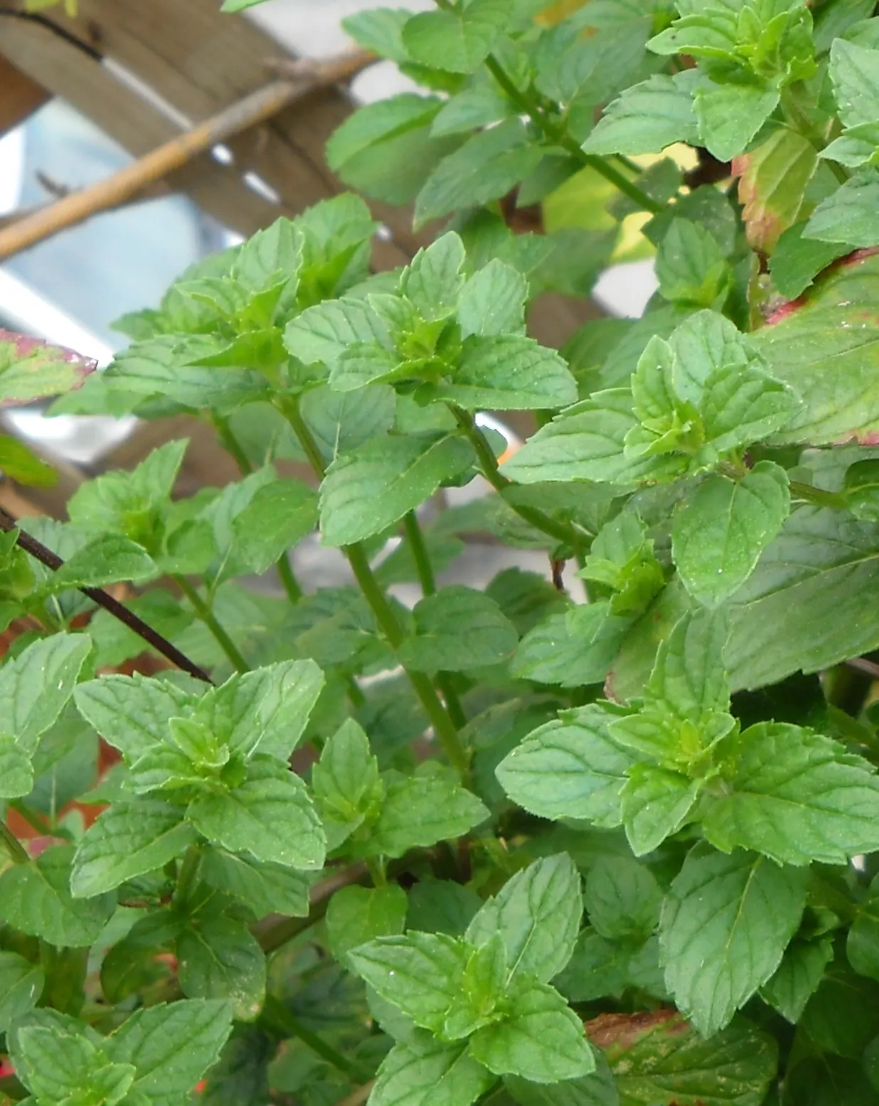 Greek Oregano (Origanum Vul. 'Heracleoticum') — pink flowers in the garden; herbaceous perennial plant that adds both culinary zest and textural, image 79