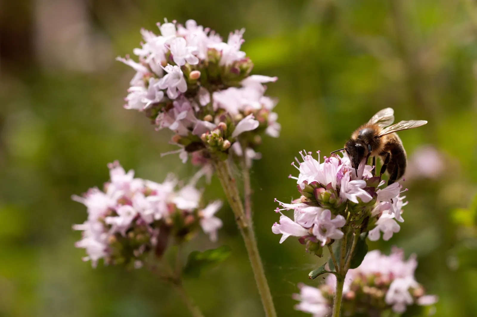 Greek Oregano (Origanum Vul. 'Heracleoticum') — herbaceous perennial plant that adds both culinary zest and textural diversity to any landscape