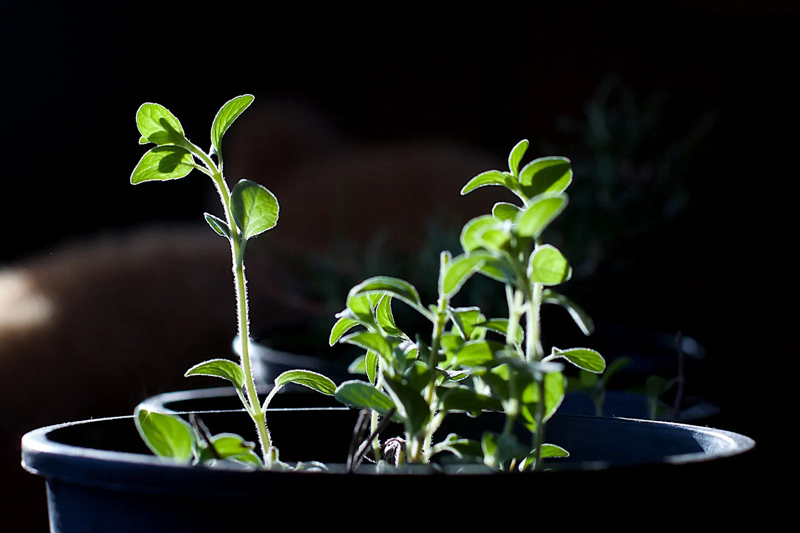 Greek Oregano (Origanum Vul. 'Heracleoticum') — This heat-lover is also drought-tolerant once established, image 41