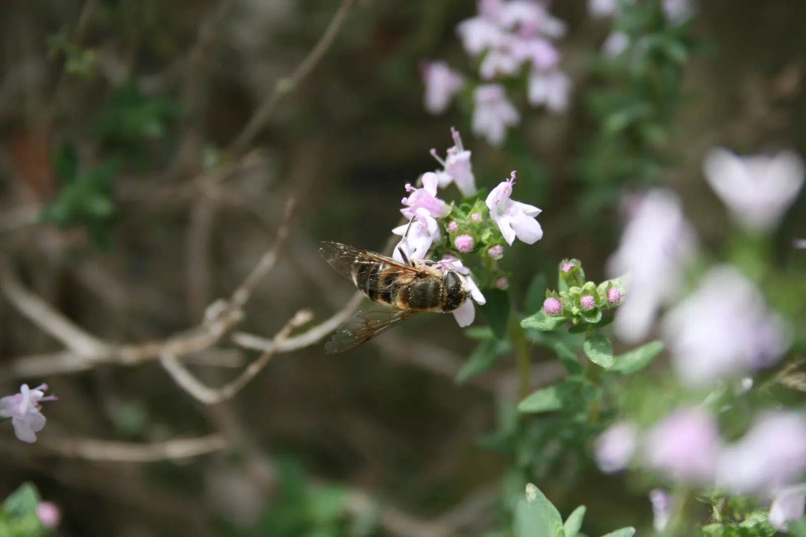Greek Oregano (Origanum Vul. 'Heracleoticum') — making it a low-maintenance choice for water-conscious landscapes.<br><br>Greek Oregano showcases tiny