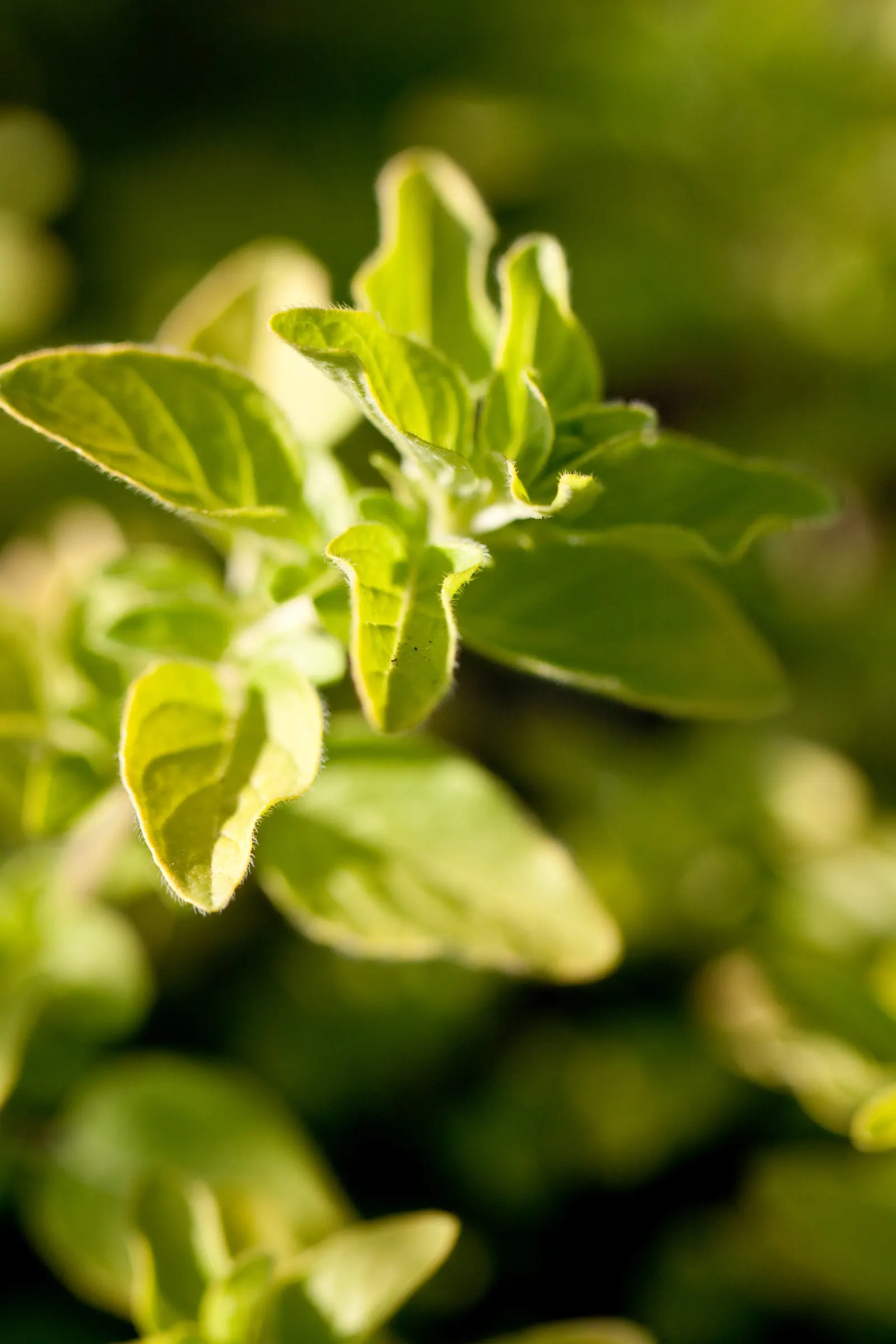 Greek Oregano (Origanum Vul. 'Heracleoticum') — Greek Oregano, scientifically known as Origanum vulgare subsp; herb / perennial with pink blooms
