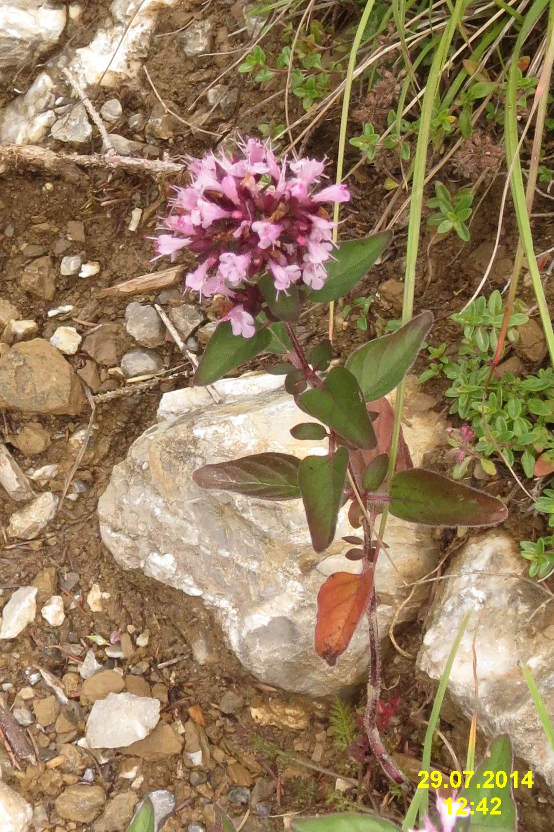 Greek Oregano (Origanum Vul. 'Heracleoticum') — widely used in culinary settings; the flowers are an aesthetic boost, image 84