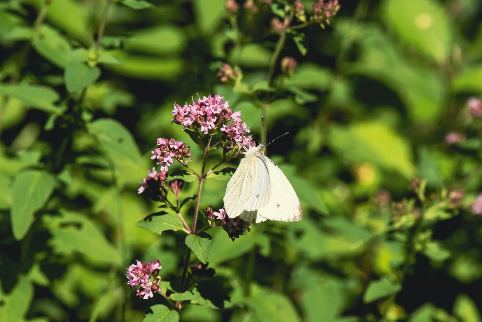 Greek Oregano (Origanum Vul. 'Heracleoticum') — allowing for ample space when incorporating it into garden designs; herb / perennial for full or, image 66