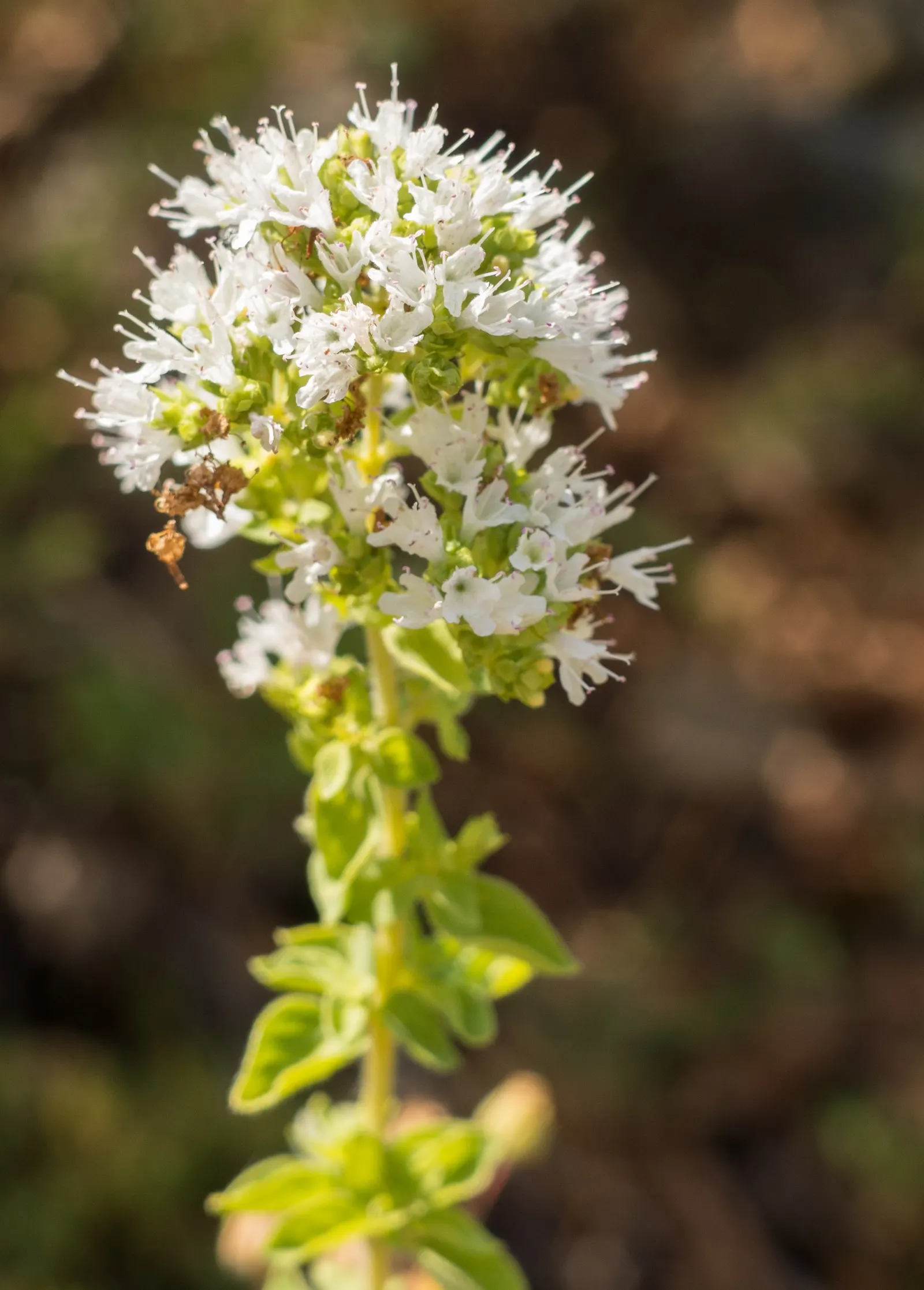 Greek Oregano (Origanum Vul. 'Heracleoticum') — perennial herb treasured for its aromatic leaves