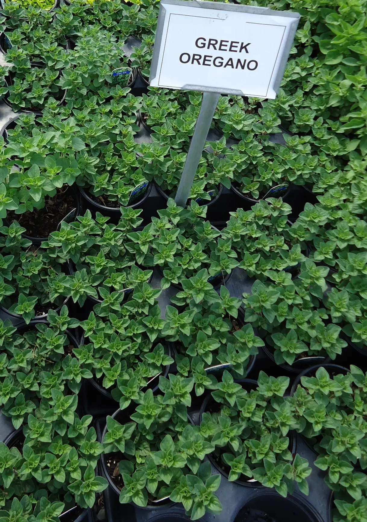 Greek Oregano (Origanum Vul. 'Heracleoticum') — hirtum or 'Heracleoticum,' is a robust
