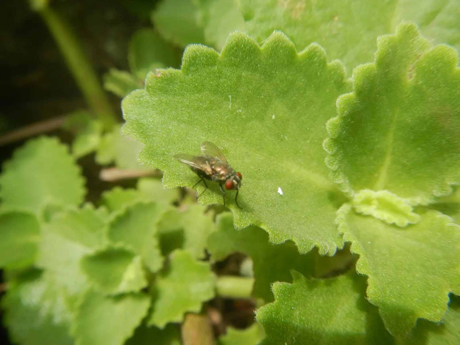Greek Oregano (Origanum Vul. 'Heracleoticum') — but for the best culinary quality
