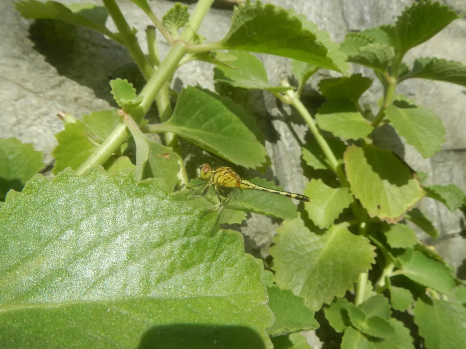 Greek Oregano (Origanum Vul. 'Heracleoticum') — Hardy in USDA zones 4 to 9; prune regularly to encourage a dense, bushy form and to prevent it from becoming