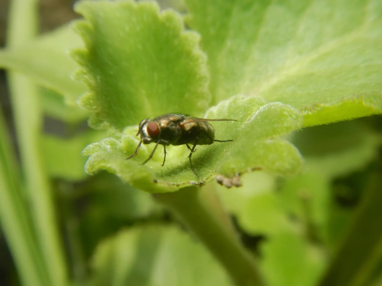 Greek Oregano (Origanum Vul. 'Heracleoticum') — Hardy in USDA zones 4 to 9