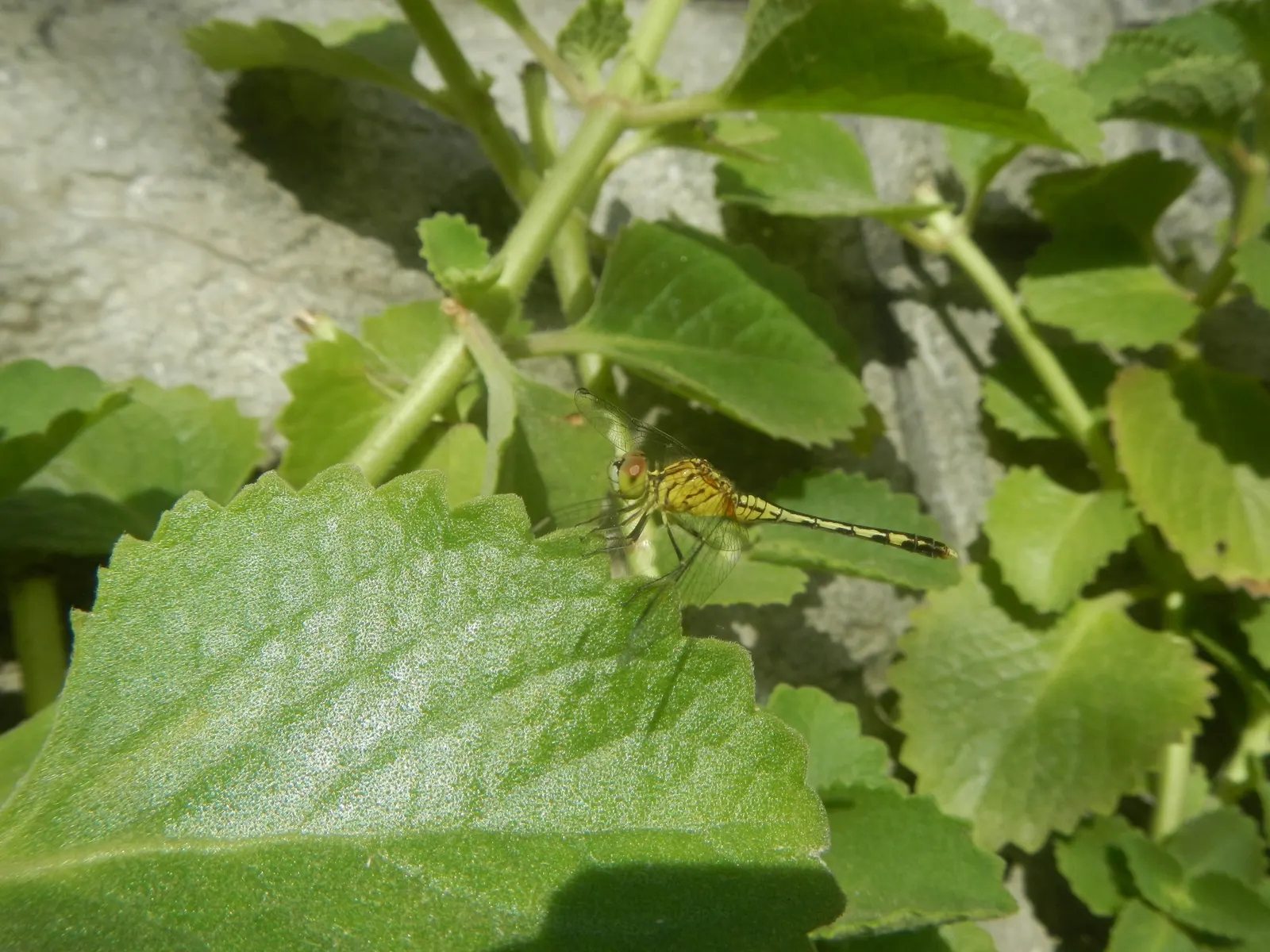 Greek Oregano (Origanum Vul. 'Heracleoticum') — used as a fragrant ground cover or border plant