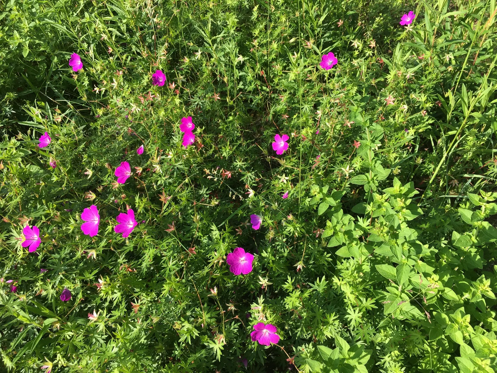 Greek Oregano (Origanum Vul. 'Heracleoticum') — herb / perennial with pink blooms; purplish-pink flowers that attract pollinators like bees and butterflies