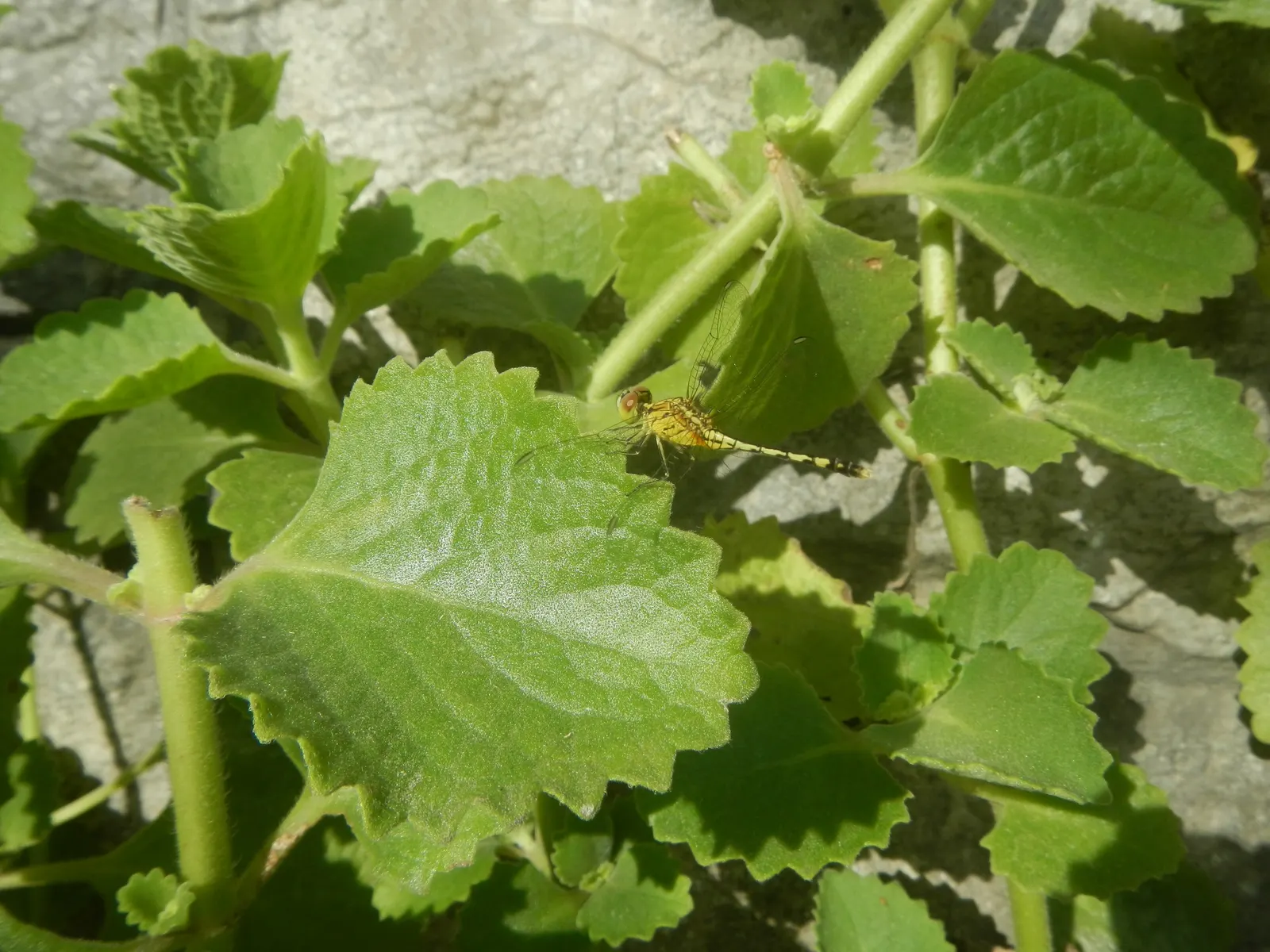 Greek Oregano (Origanum Vul. 'Heracleoticum') — This particular cultivar is prized for its high oil content