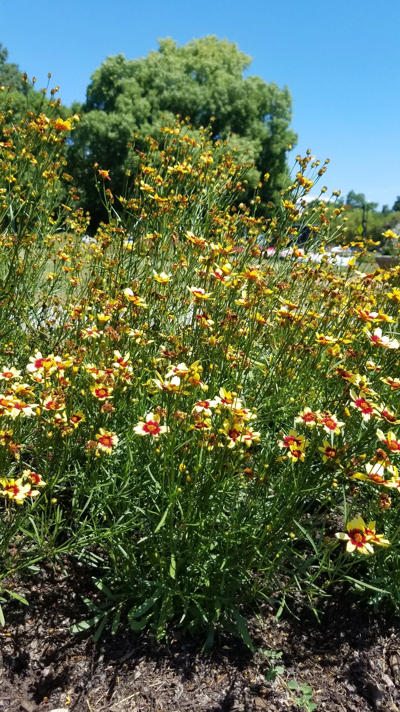 Enchanted Eve Tickseed (Coreopsis 'Enchanted Eve') — The Enchanted Eve Tickseed (Coreopsis 'Enchanted Eve') is a captivating perennial