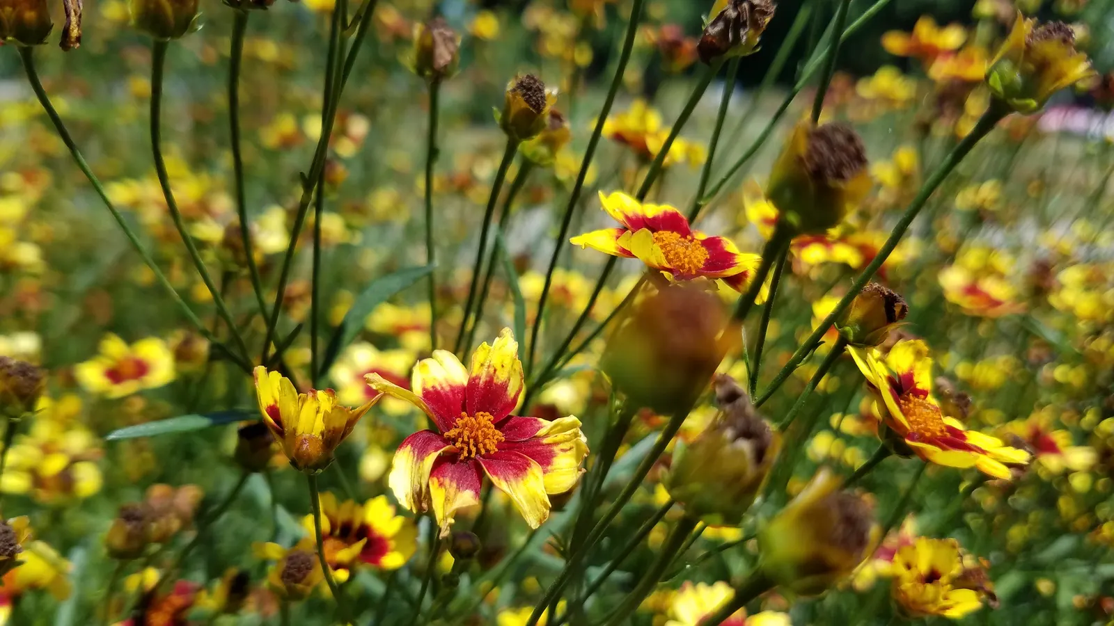 Enchanted Eve Tickseed (Coreopsis 'Enchanted Eve') — showcasing vibrant yellow blossoms with an eye-catching red eye