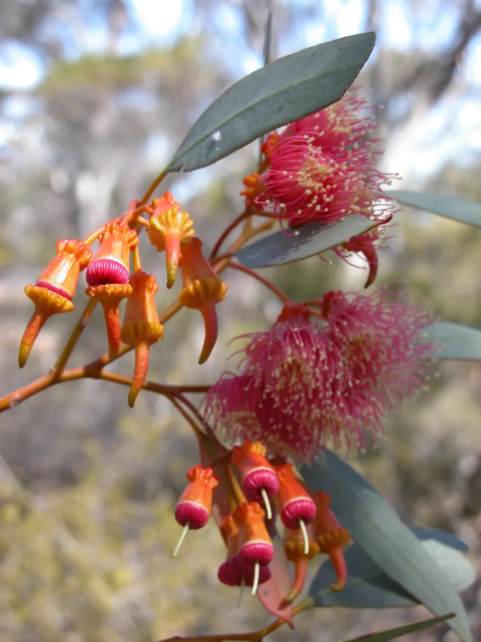 Coral Gum (Eucalyptus Torquata) — This native Australian species grows as a small to medium-sized tree
