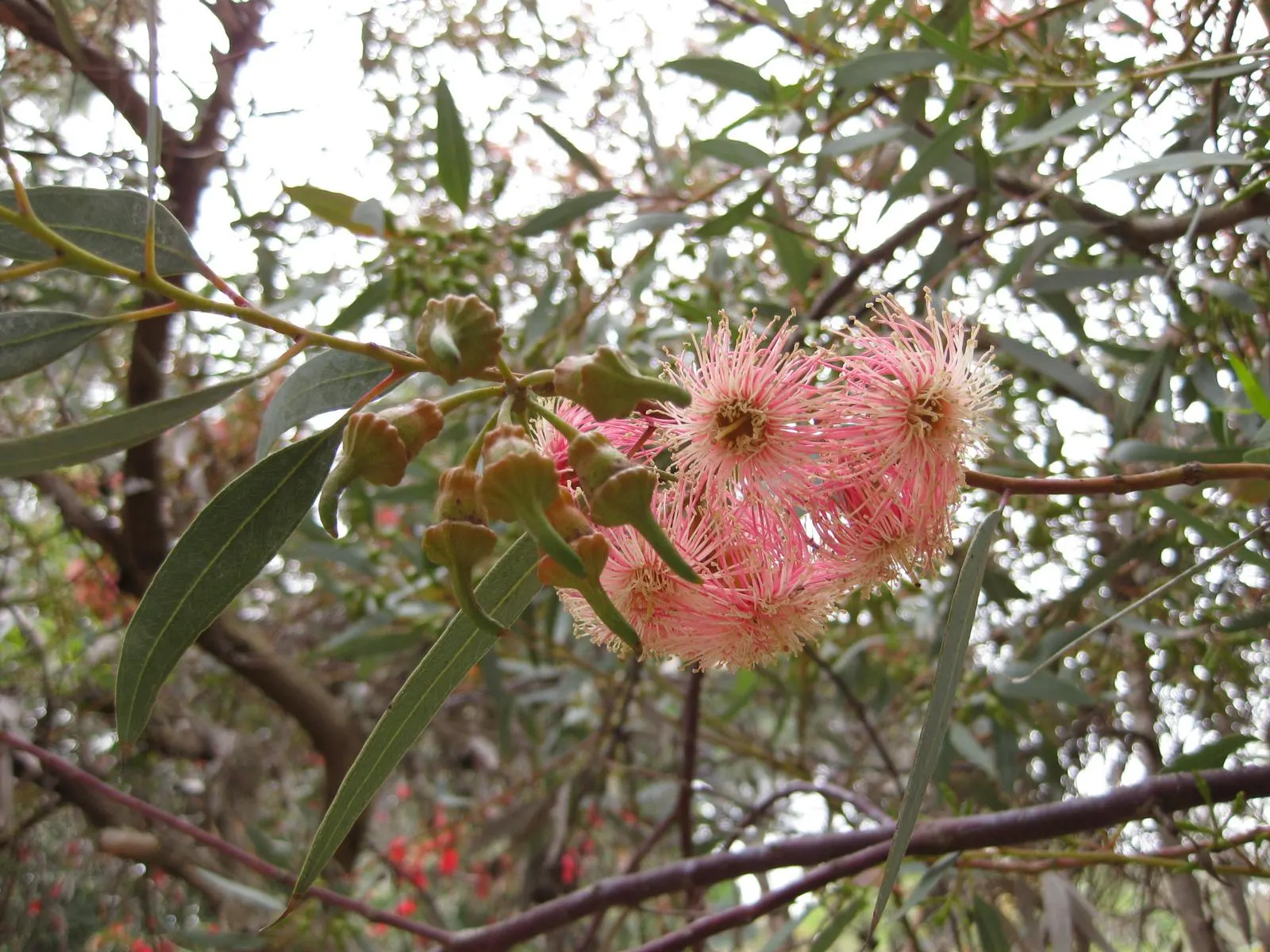 Coral Gum (Eucalyptus Torquata) — typically measuring about 2 to 3 inches long