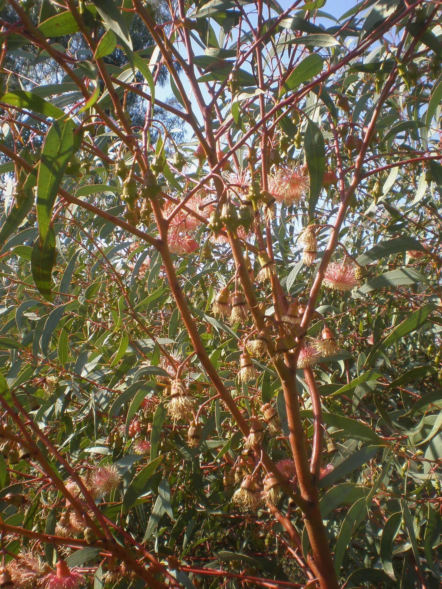Coral Gum (Eucalyptus Torquata) — coral-pink blossoms which emerge in late spring and can continue sporadically until fall