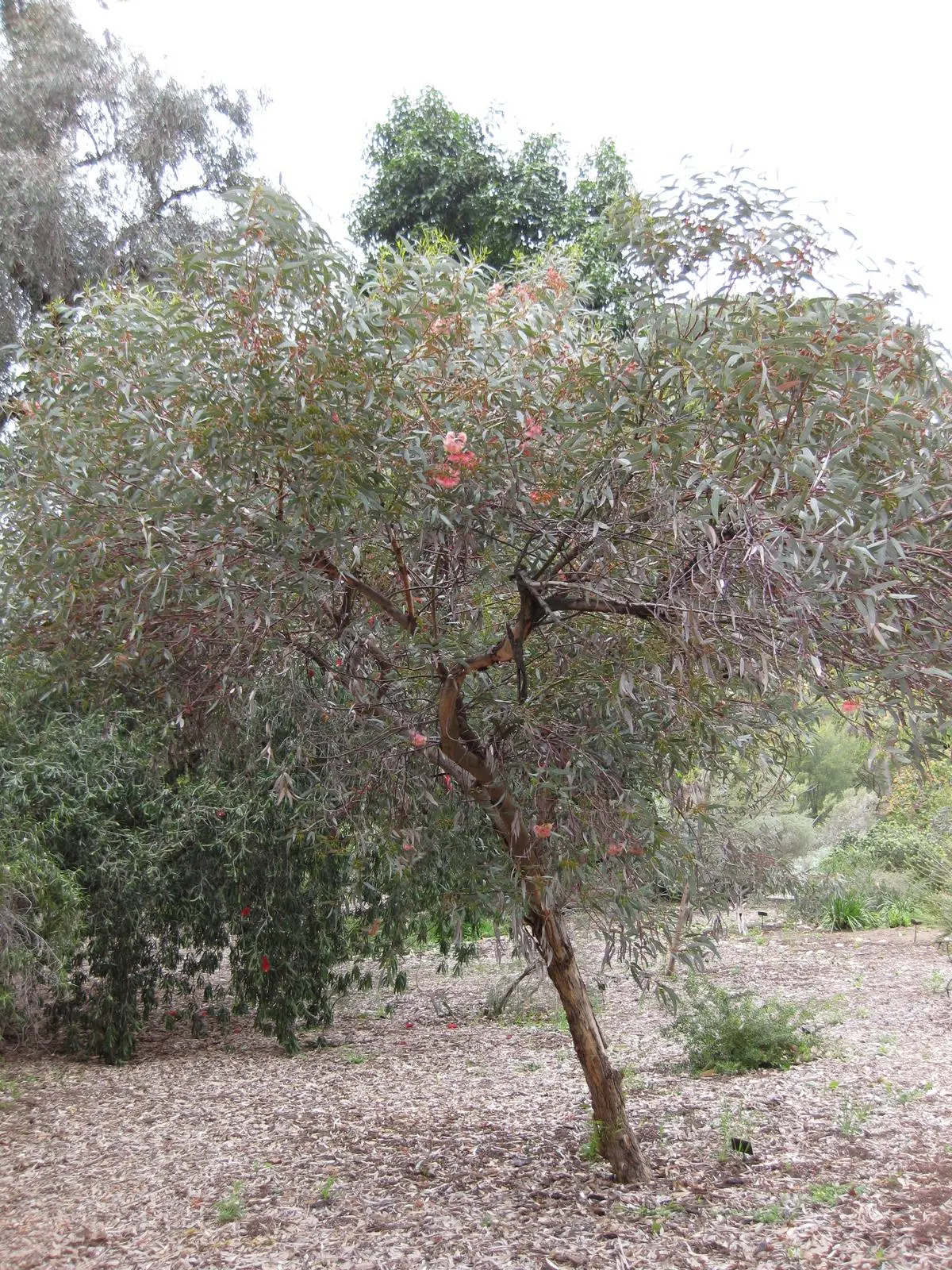 Coral Gum (Eucalyptus Torquata) — is a captivating addition to any landscape design