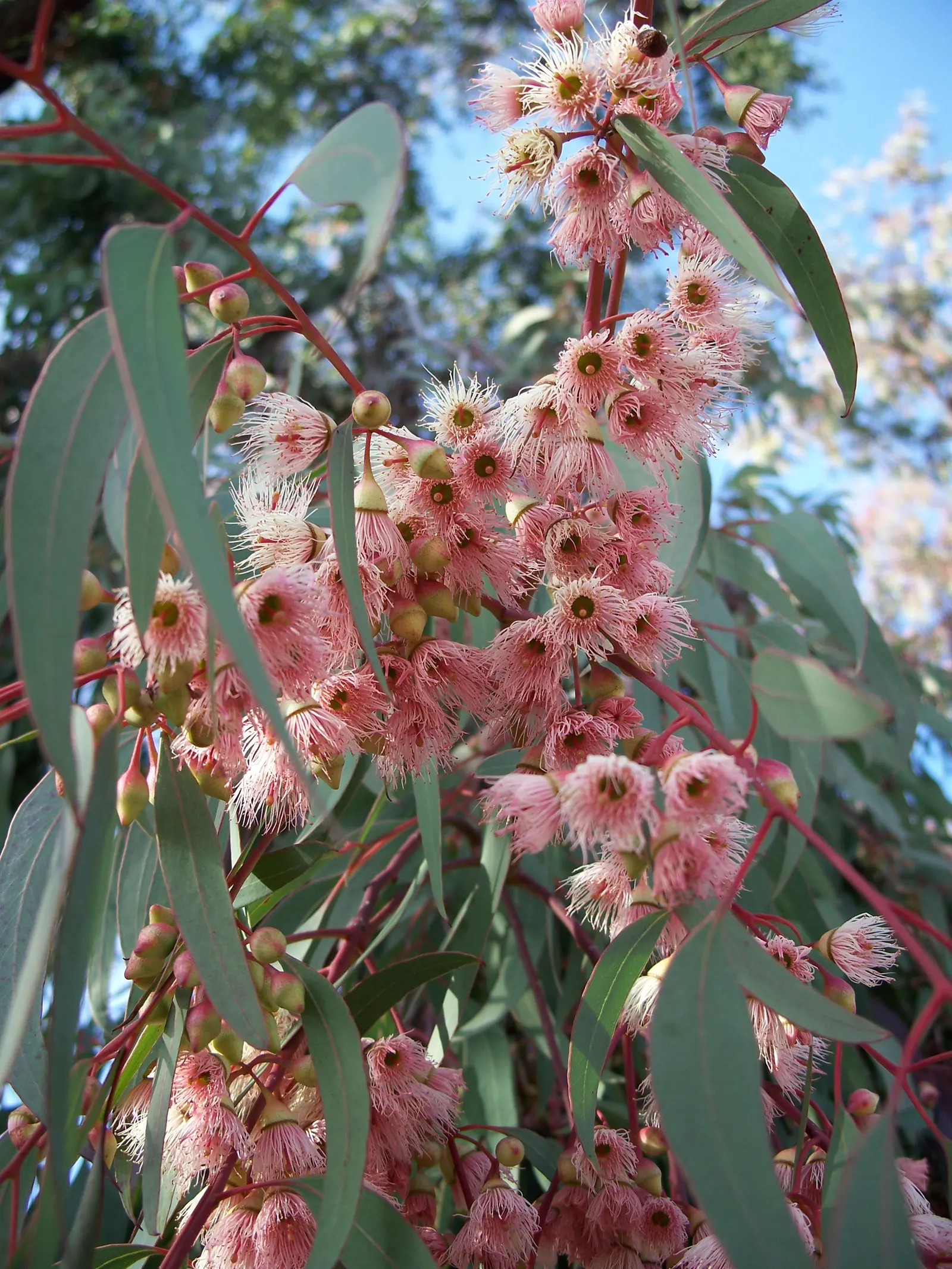 Coral Gum (Eucalyptus Torquata) — attracting a melange of pollinators