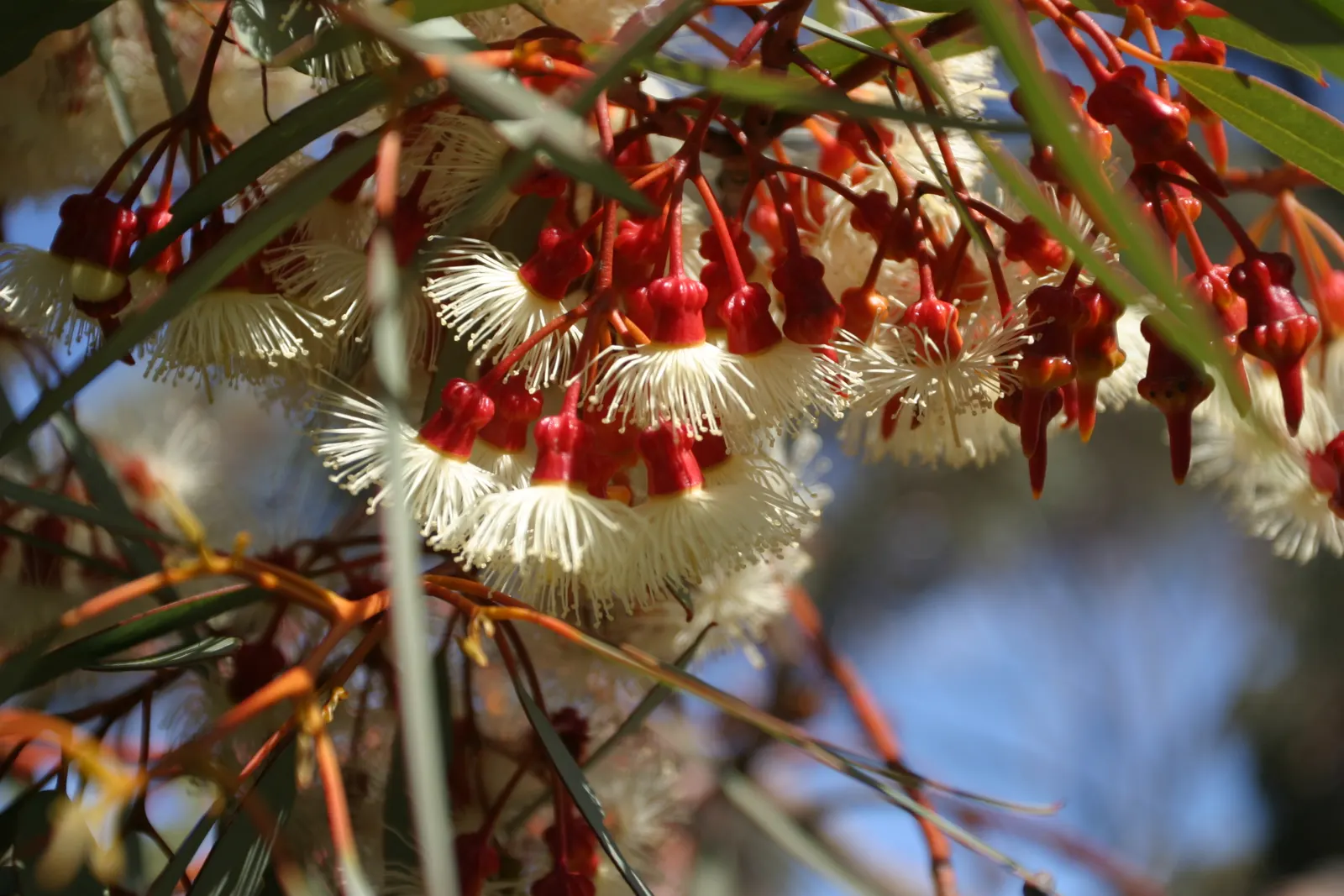 Coral Gum (Eucalyptus Torquata) — Hardy and low maintenance, this species adds vibrant color and Australian charm to any landscape design