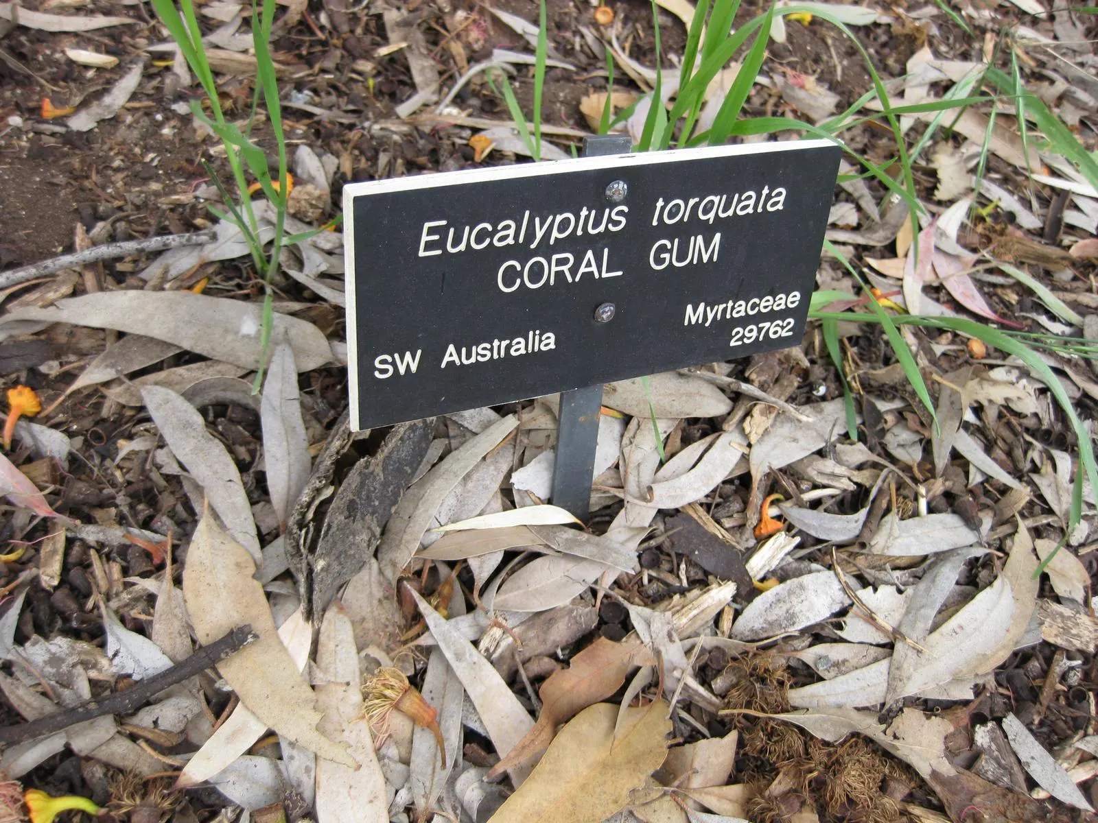 Coral Gum (Eucalyptus Torquata) — gnarled branching structure