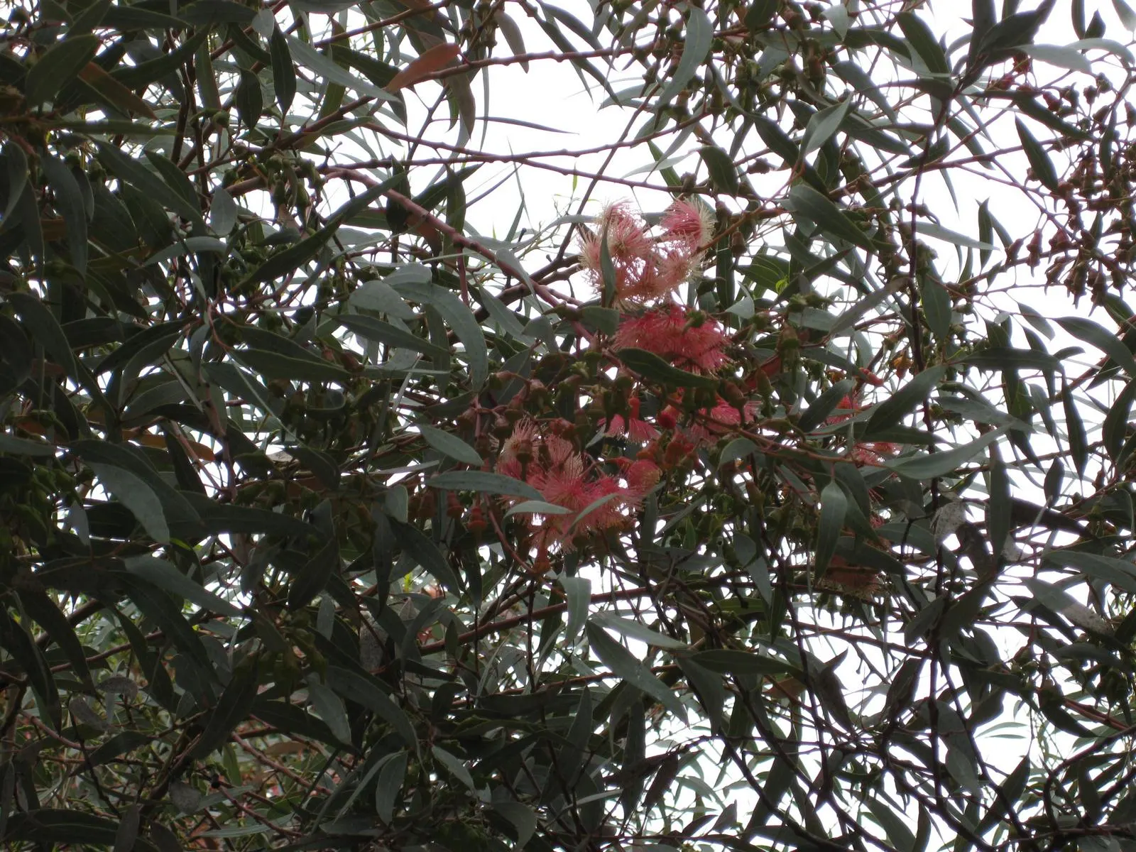 Coral Gum (Eucalyptus Torquata) — Ideal for dry climates, it's drought-resistant providing year-round interest
