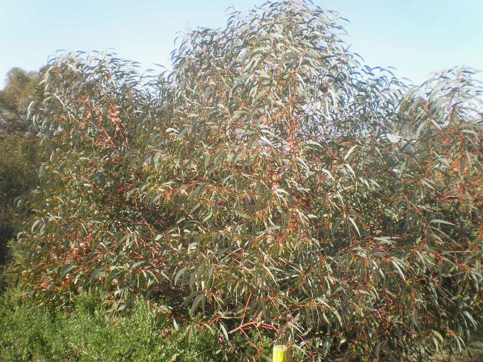 Coral Gum (Eucalyptus Torquata) — commonly referred to as Coral Gum