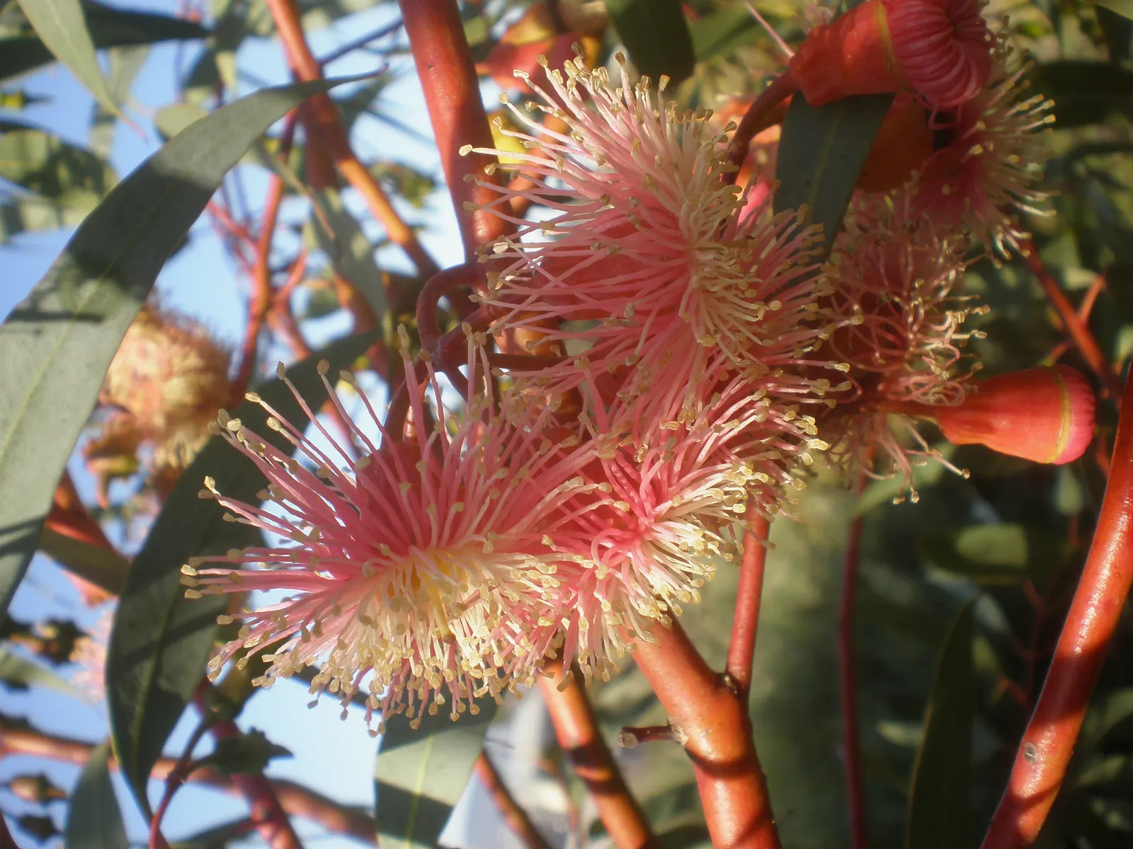 Coral Gum (Eucalyptus Torquata) — with a width spanning approximately 10 to 20 feet when mature