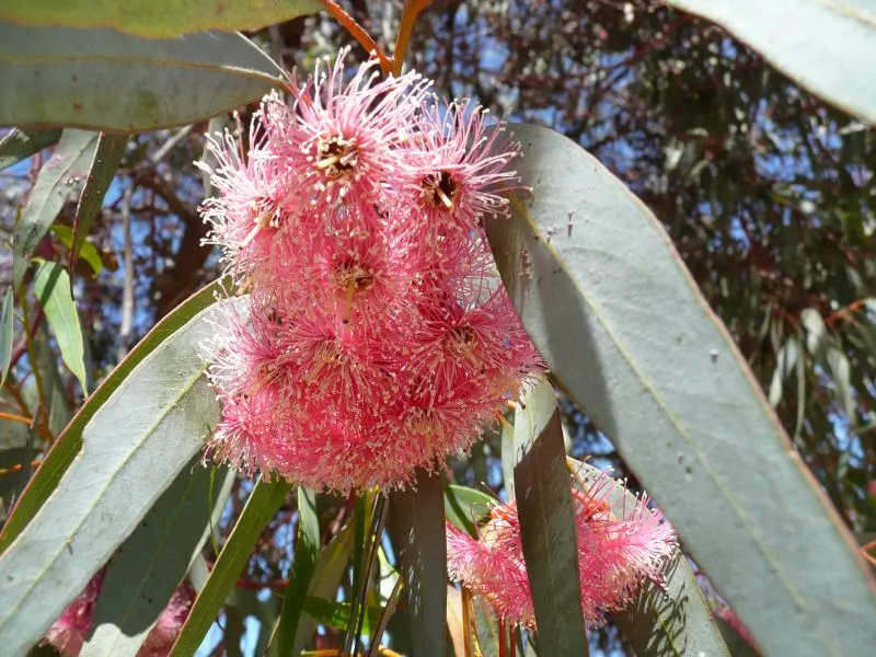 Coral Gum (Eucalyptus Torquata) — Its striking features include coral-pink blossoms in the spring and dark green, leathery leaves