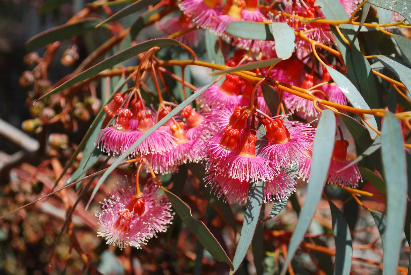 Coral Gum (Eucalyptus Torquata) — epitomizing beauty and resilience