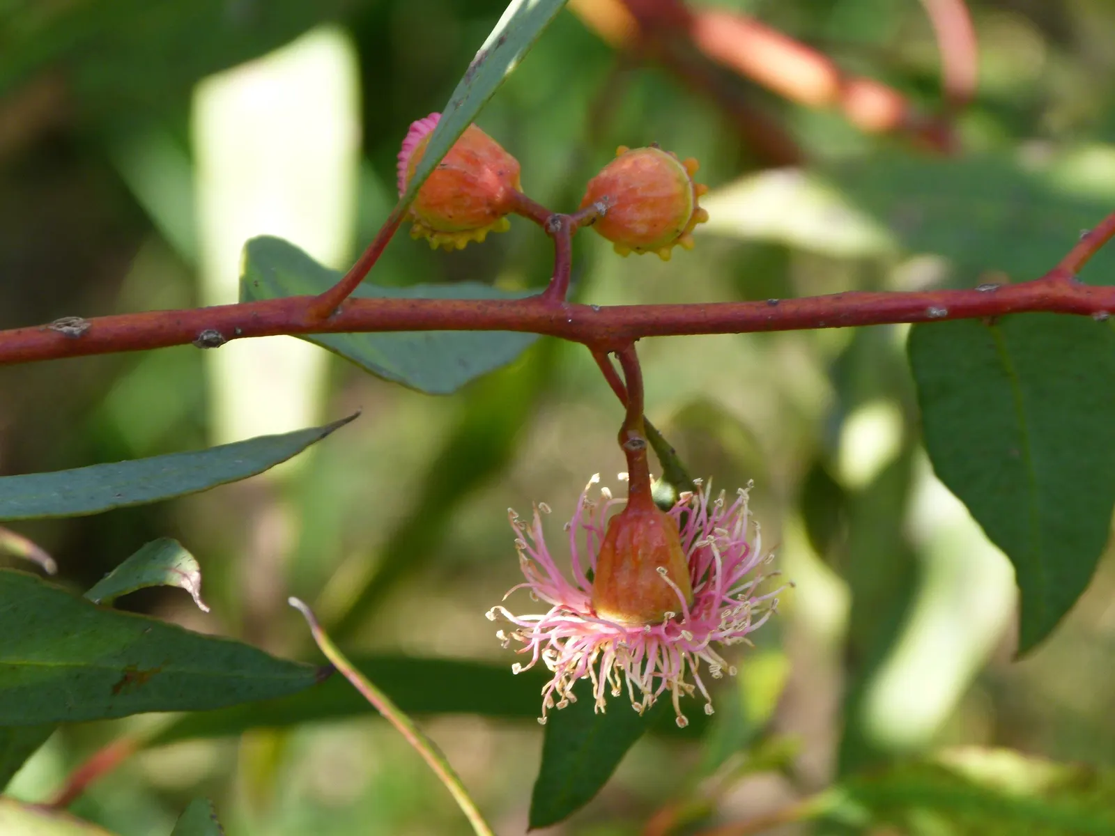 Coral Gum (Eucalyptus Torquata) — reaching heights of 20 to 30 feet