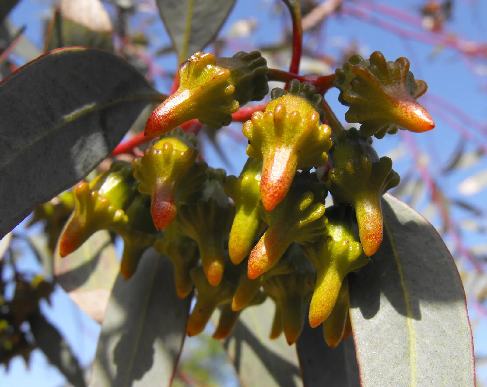 Coral Gum (Eucalyptus Torquata) — typically growing to 15-30 feet with a similar width