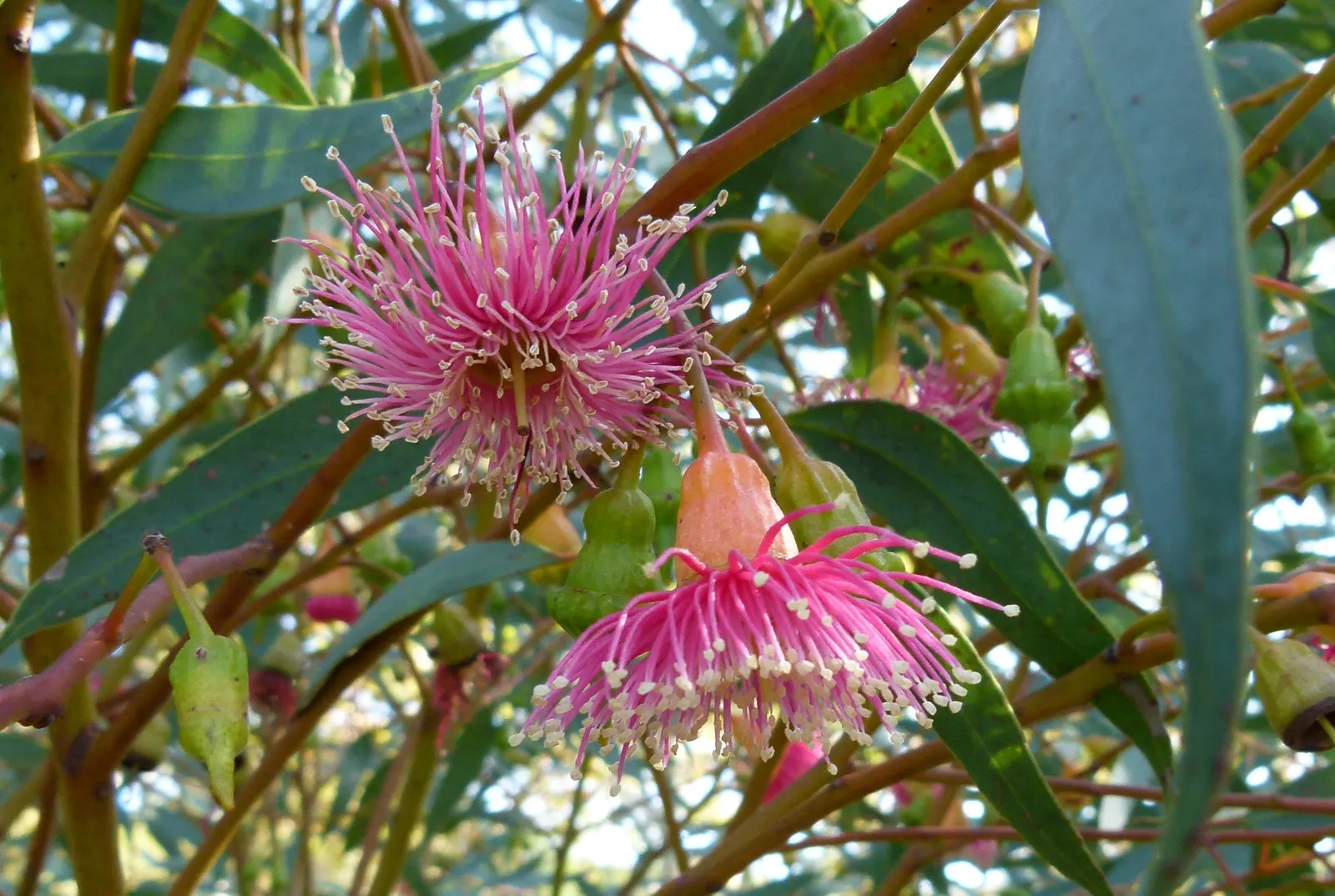 Coral Gum (Eucalyptus Torquata) — Its open canopy reveals an attractive