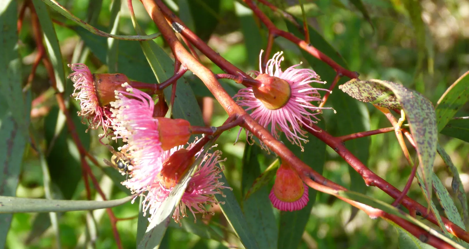 Coral Gum (Eucalyptus Torquata) — Prefers full sun and well-drained soils