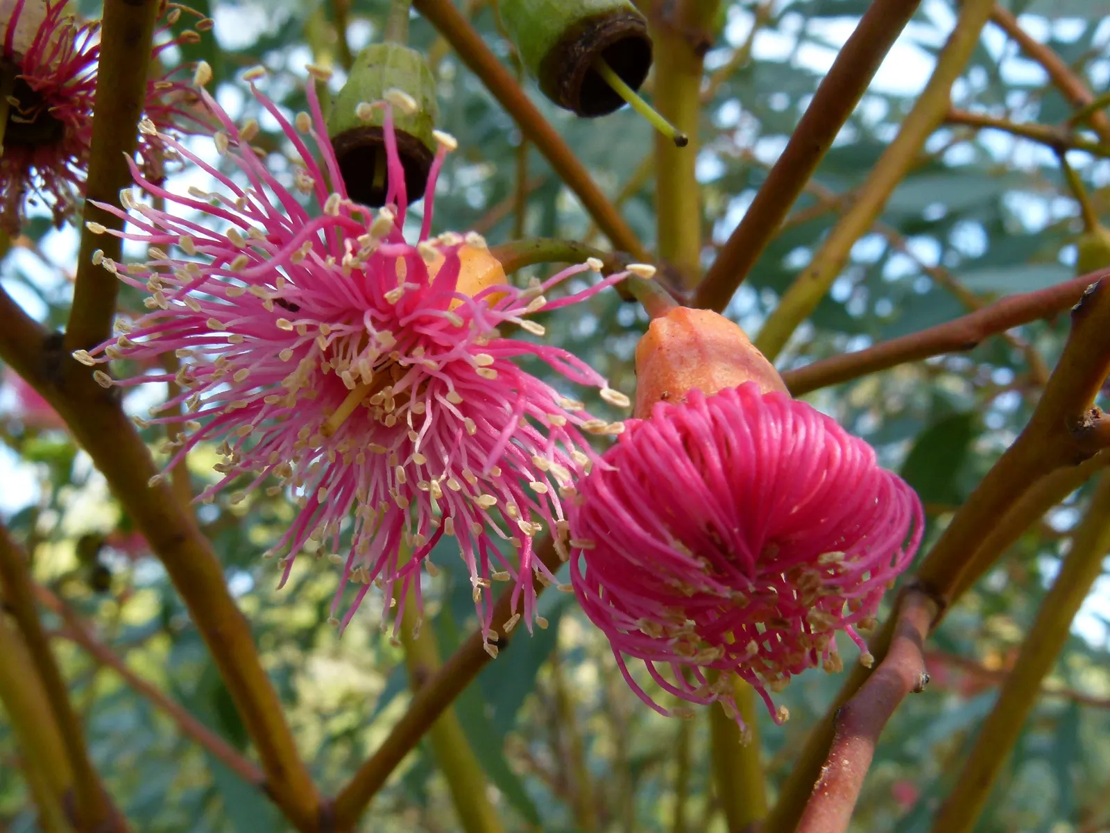 Coral Gum (Eucalyptus Torquata) — These nectar-rich flowers contrast beautifully against the tree's thick, dark green foliage