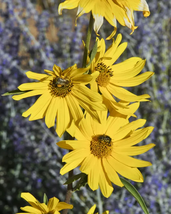 Santa Fe Sunflower (Helianthus Maximilianii 'Santa Fe') — is a perennial noted for its robust