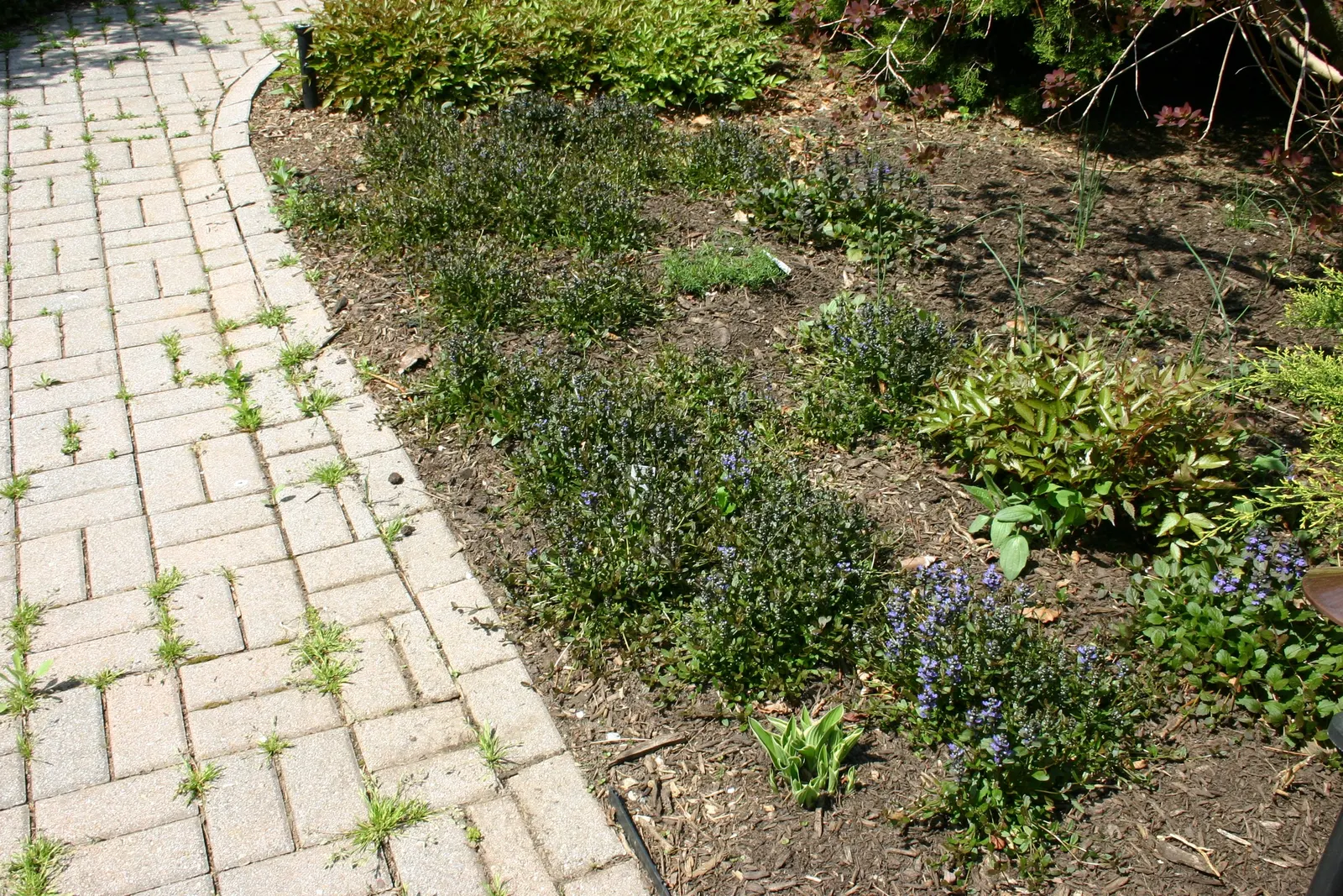 Chocolate Chip Bugleweed (Ajuga Reptans 'Chocolate Chip') — it requires well-drained soil