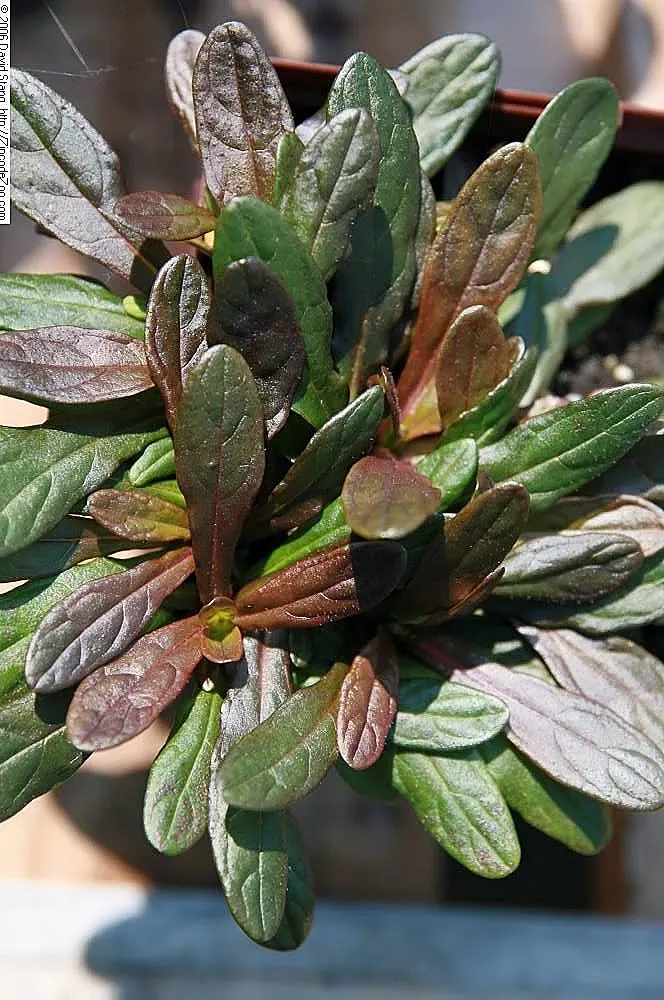 Chocolate Chip Bugleweed (Ajuga Reptans 'Chocolate Chip') — celebrated for its compact growth habit and decorative appeal in a landscape design