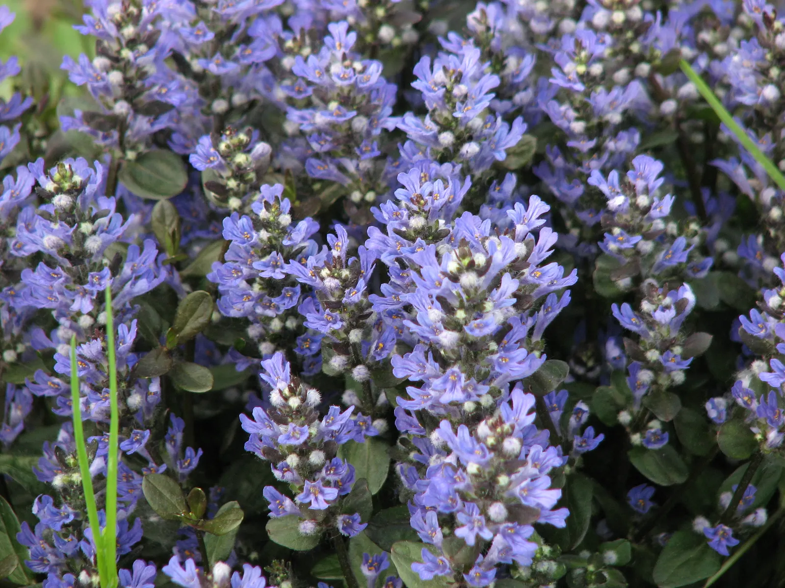 Chocolate Chip Bugleweed (Ajuga Reptans 'Chocolate Chip') — Thriving in zones 4-9, it reaches a modest height of 3 inches with a spread up to 18 inches