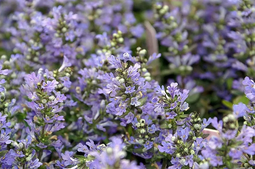 Chocolate Chip Bugleweed (Ajuga Reptans 'Chocolate Chip') — This cultivar exhibits smaller foliage than the typical ajuga