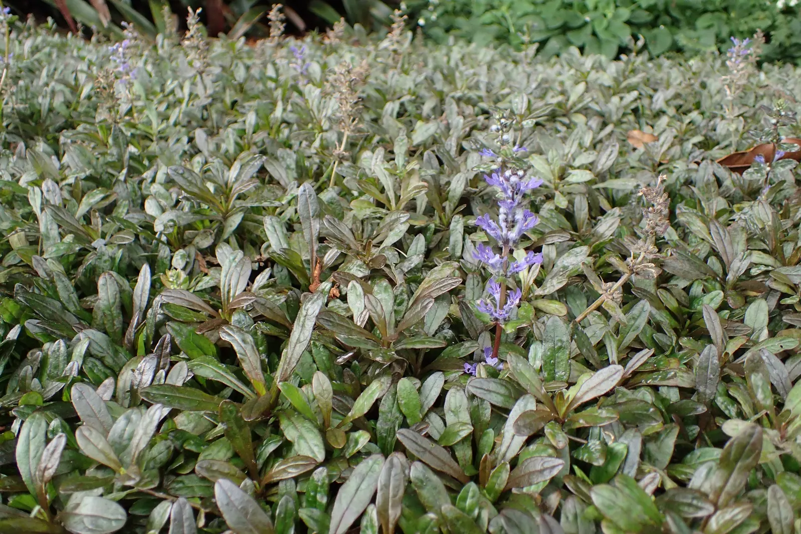 Chocolate Chip Bugleweed (Ajuga Reptans 'Chocolate Chip') — resembling chocolate chips