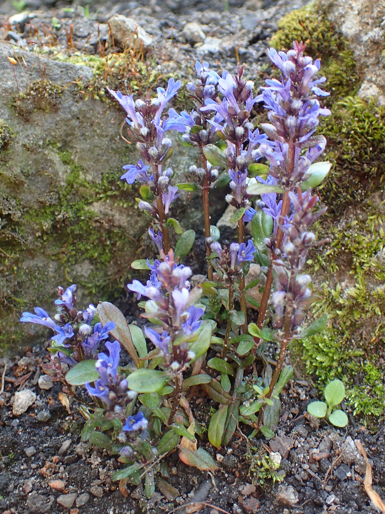Chocolate Chip Bugleweed (Ajuga Reptans 'Chocolate Chip') — Its foliage exhibits a delicate blend of bronze and burgundy