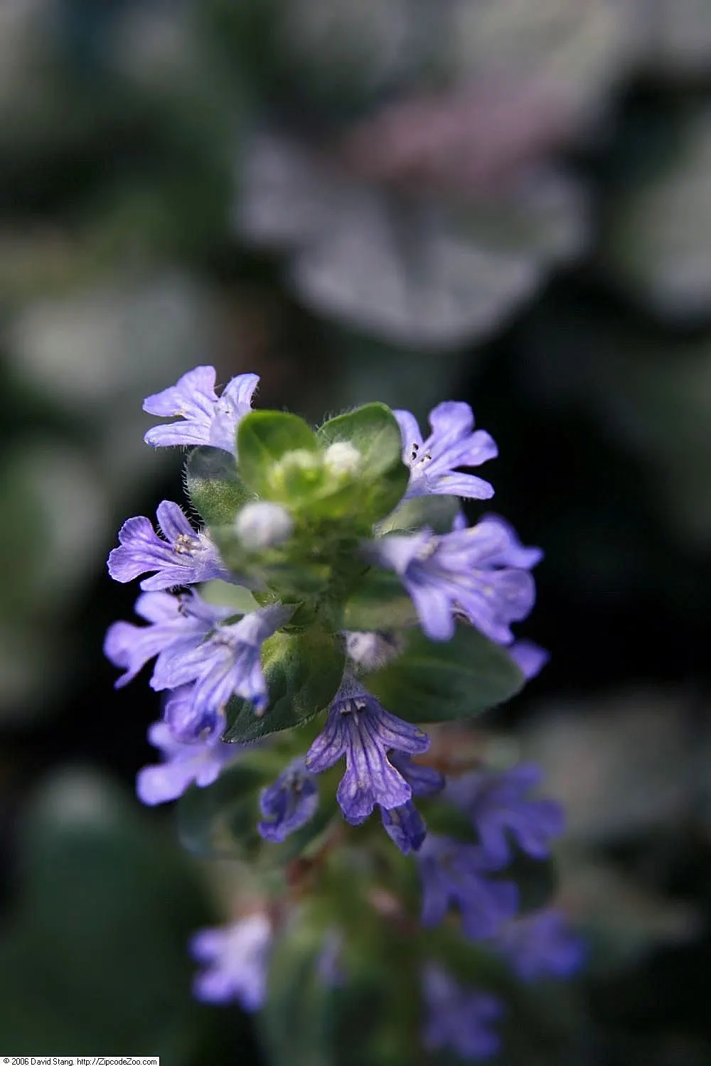 Chocolate Chip Bugleweed (Ajuga Reptans 'Chocolate Chip') — commonly referred to as Chocolate Chip Bugleweed