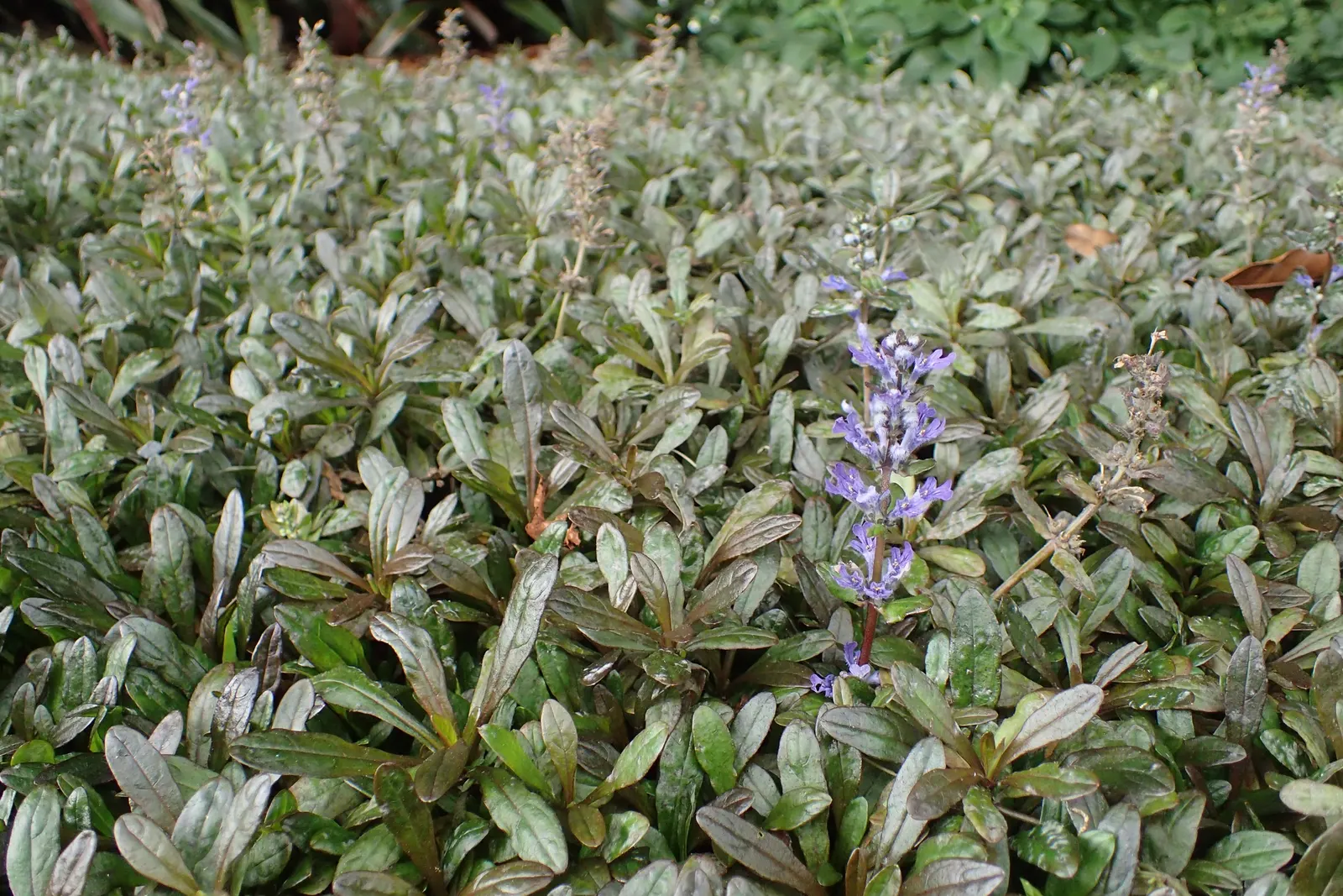 Chocolate Chip Bugleweed (Ajuga Reptans 'Chocolate Chip') — complementing its blue-violet flowers