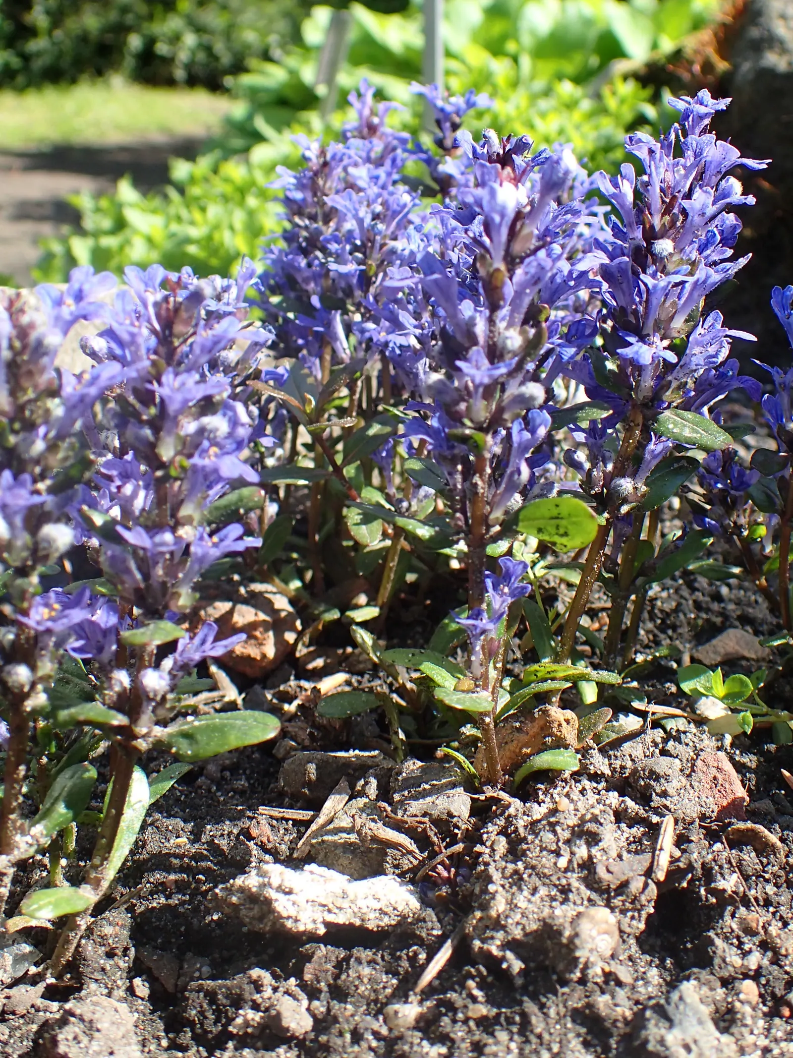 Chocolate Chip Bugleweed (Ajuga Reptans 'Chocolate Chip') — is a versatile and attractive groundcover