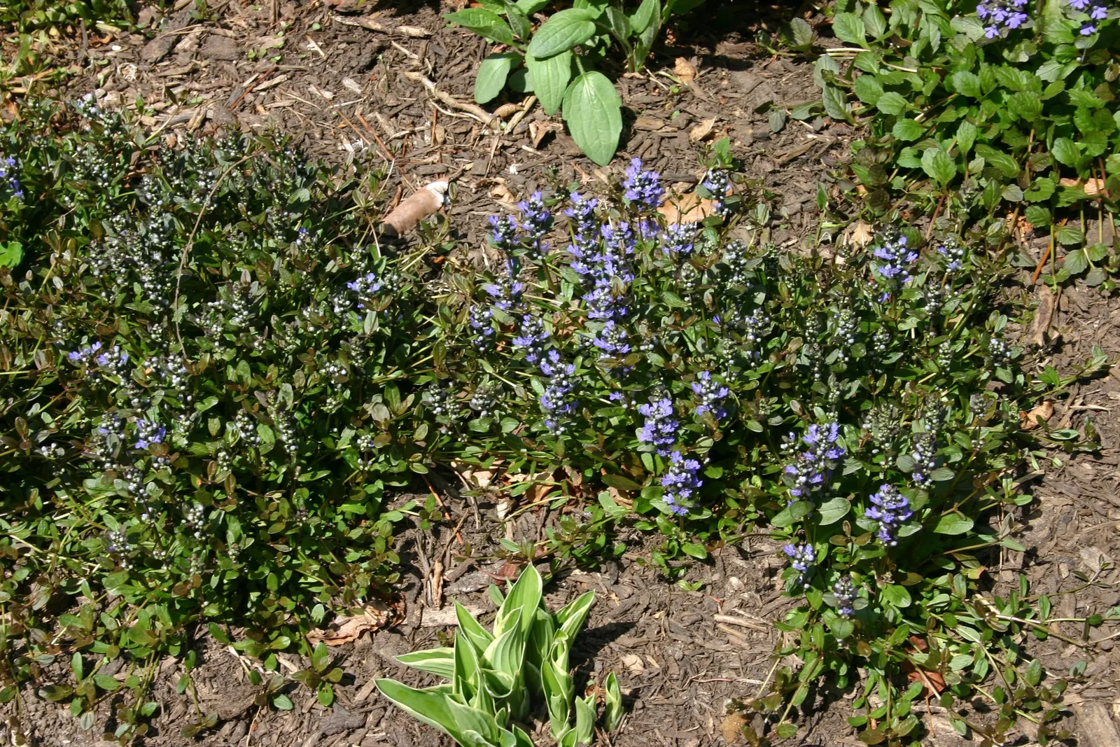 Chocolate Chip Bugleweed (Ajuga Reptans 'Chocolate Chip') — making it a charming choice for borders or underplanting in a landscape design