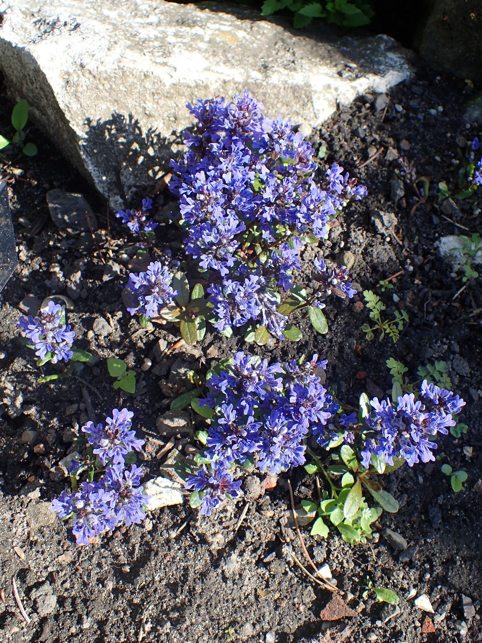 Chocolate Chip Bugleweed (Ajuga Reptans 'Chocolate Chip') — commonly known as Chocolate Chip Bugleweed